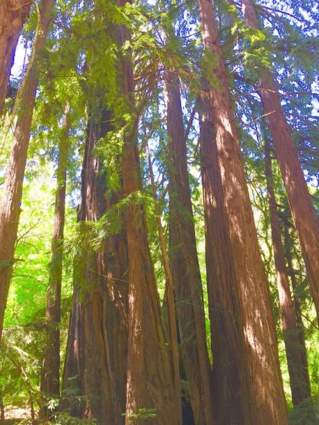 Entire place in Aptos, California 2 guests1 bedroom1 bed1 bath-2
