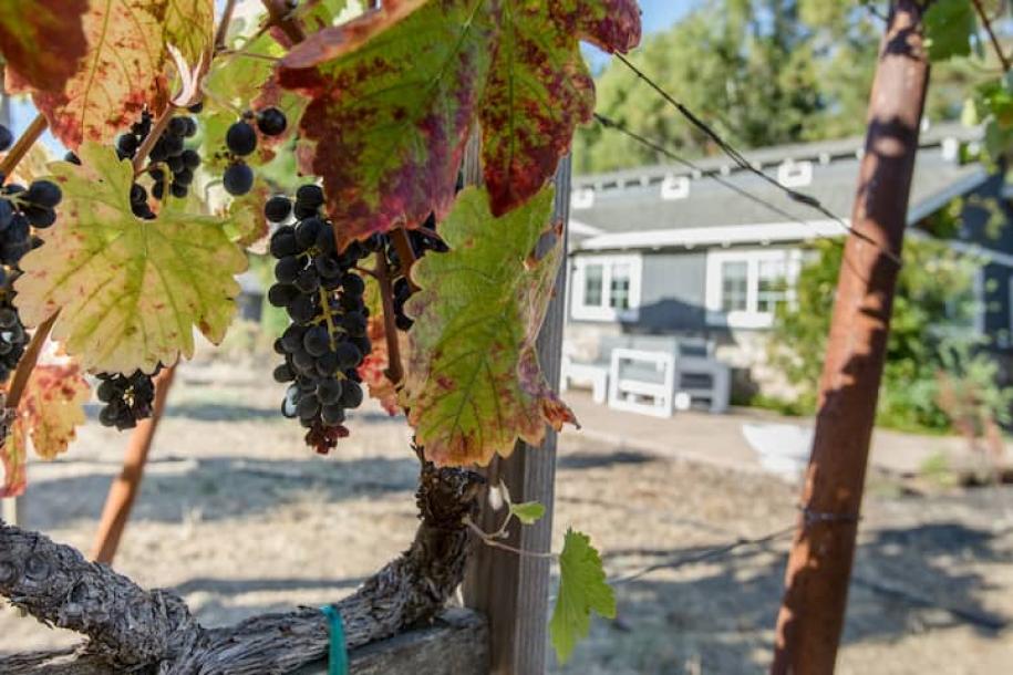 Private room in villa in Napa, California 2 guests1 bedroom1 bed1 private bath-2