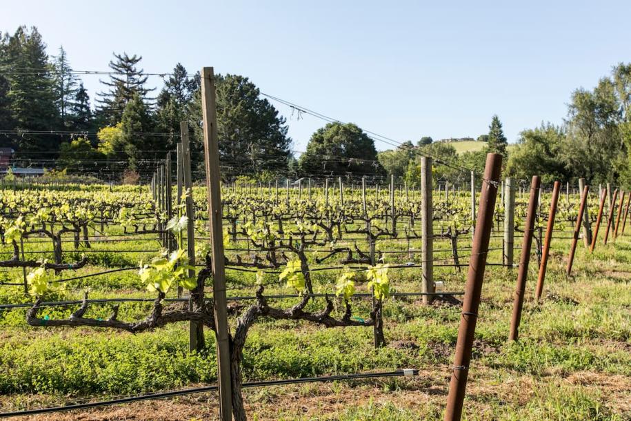 Private room in villa in Napa, California 2 guests1 bedroom1 bed1 private bath-3