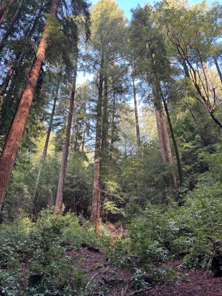 Entire guesthouse in Felton, California 2 guests1 bedroom1 bed1 bath-3