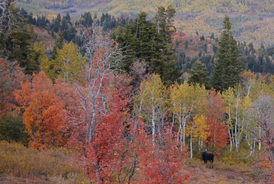 Treehouse in Park City, Utah 2 guests1 bedroom1 bed1 bath-1